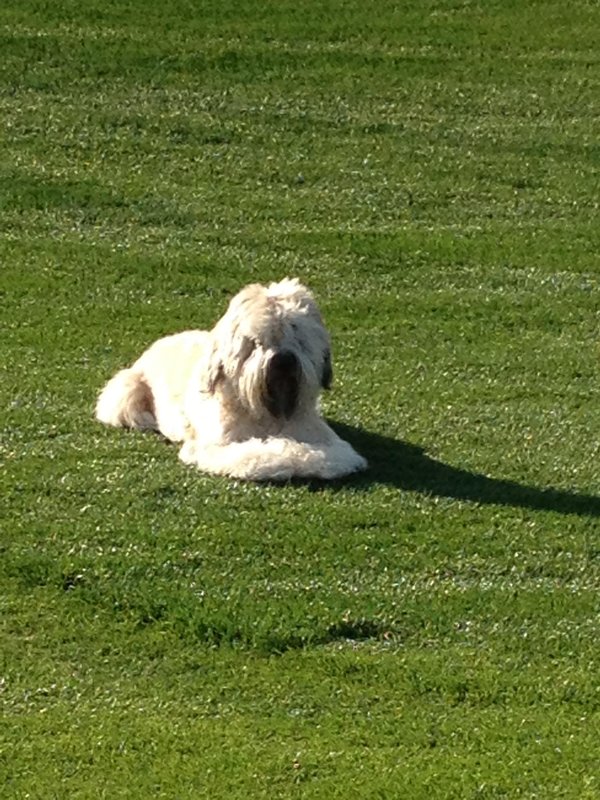 Pets love real natural grass in CA