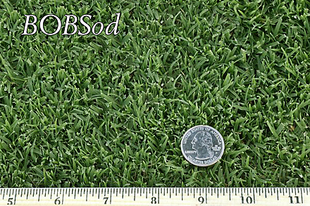 West Coast Turf BOBSod Sample