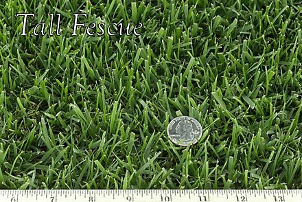 West Coaster Dwarf Tall Fescue