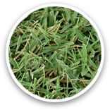 West Coast Turf E-Z Turf® Sample Thumbnail