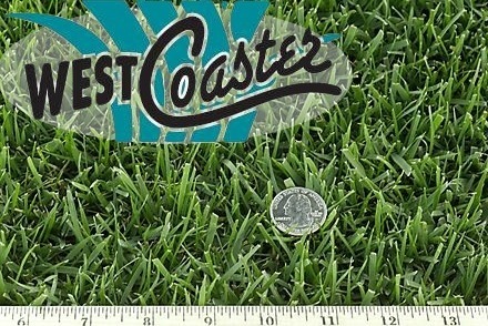 West Coaster Dwarf Tall Fescue Sample Thumbnail