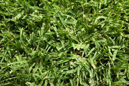 Platinum TE Seashore Paspalum