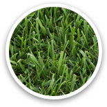 Fine Fescue