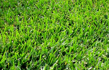 Santa Ana Turfgrass