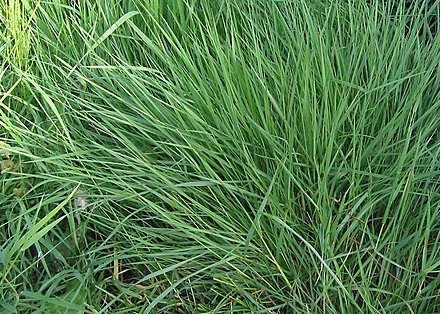 West Coast Native Bentgrass