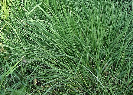 Agrostis Pallens Agrostis Pallens