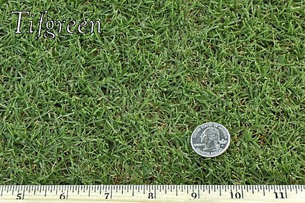 West Coast Turf Tifgreen 328 Sample