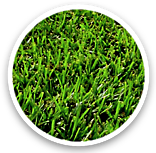 Santa Ana Turfgrass