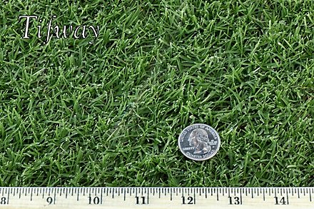 West Coast Turf Tifway 419 Bermuda Sample