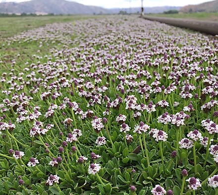 Kurapia Groundcover Large Image