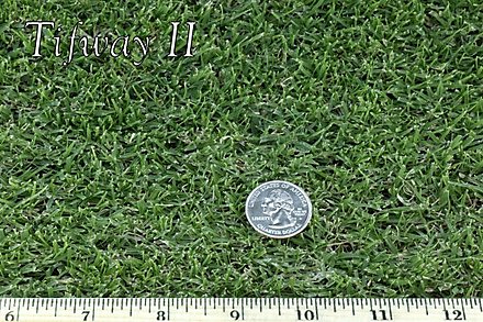 West Coast Turf Tifway II Bermuda Sample