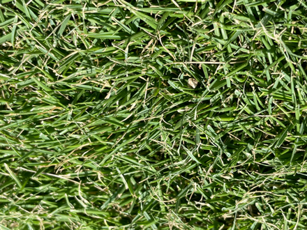 Stadium Zoysia macro