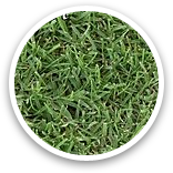 West Coast Turf Tifgreen 328 Sample