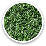 West Coast Turf Tifway 419 Bermuda Sample Thumbnail