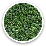 West Coast Turf Tifway II Bermuda Sample Thumbnail