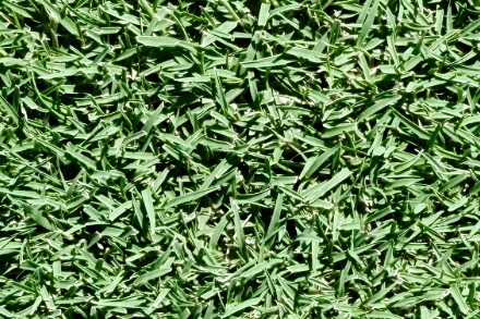 Coachella Bermuda Macro