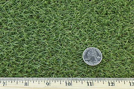 De Anza Zoysia