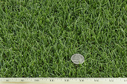 West Coast Turf 100% Rye West Coast Turf 100% Rye