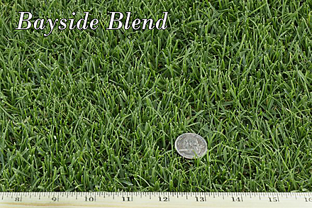 West Coast Turf Bayside Blend Sample