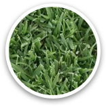 West Coast Turf Bull's-Eye Bermuda® Sample Thumbnail