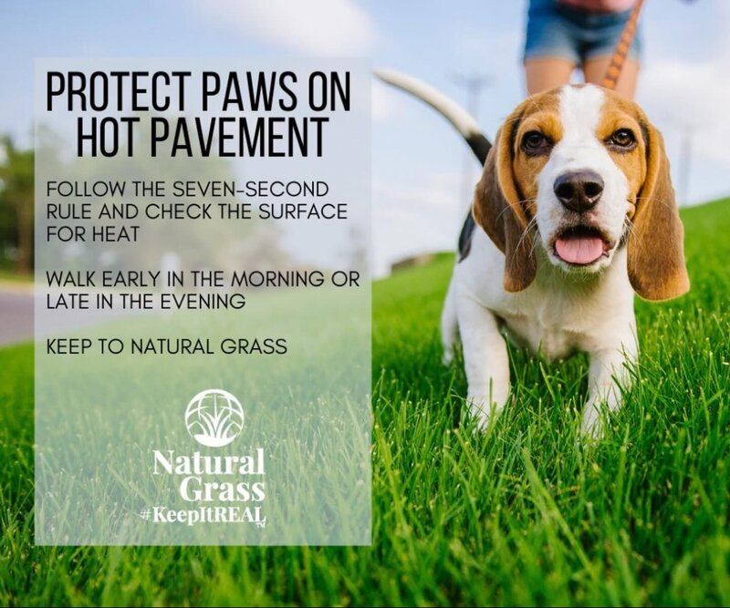 DOG_HOT