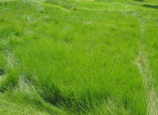 Hillside Native Fine Fescue