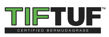 TifTuf Hybrid bermudagrass