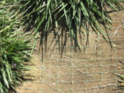 fescue_netting