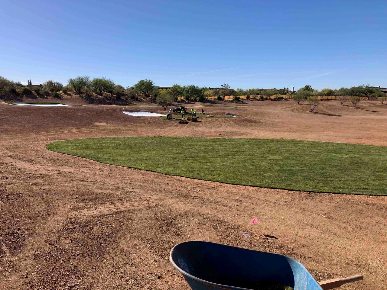 Stadium Zoysia on site